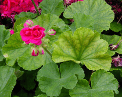 Geranium leaves showing iron deficiency