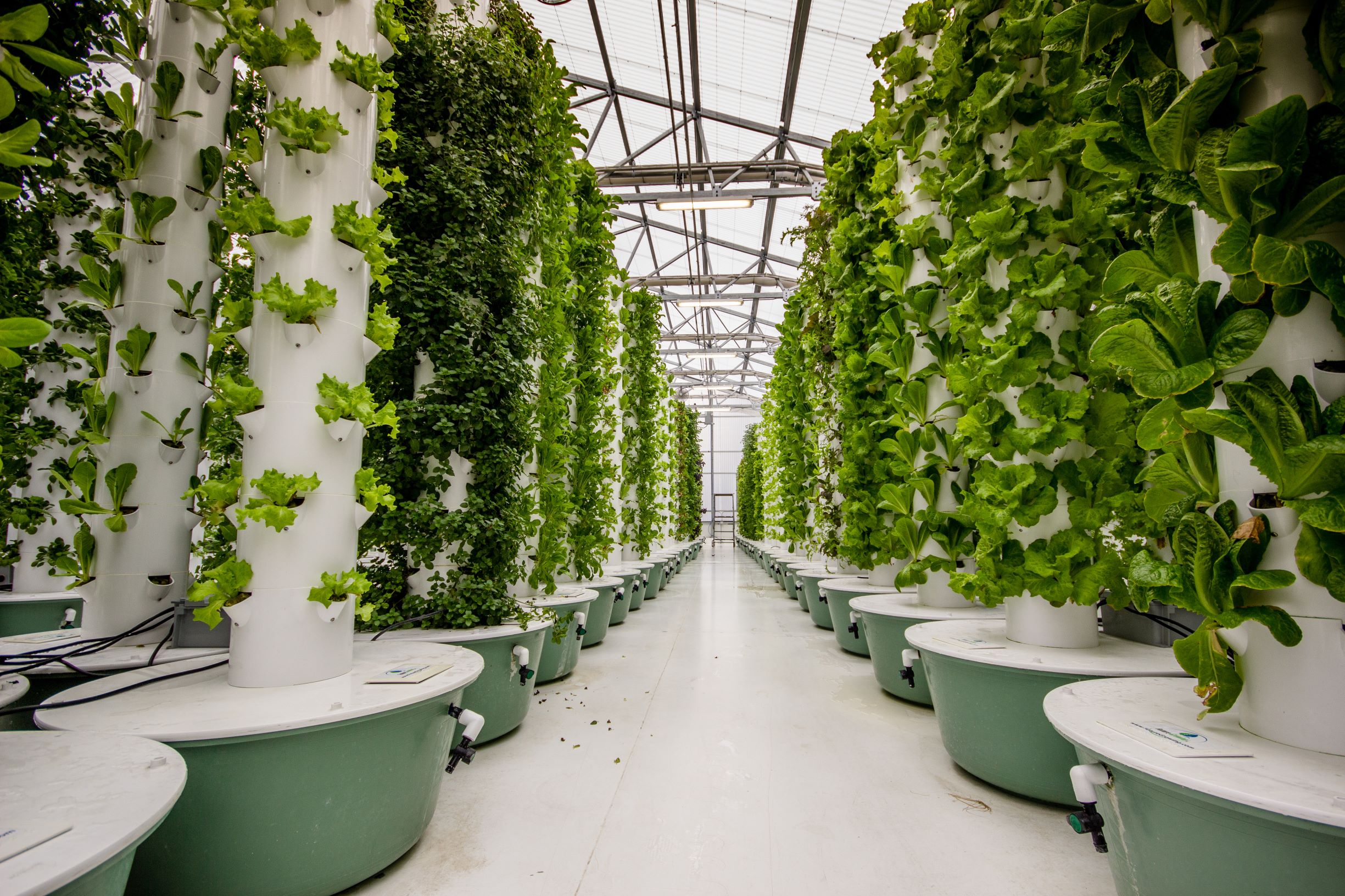 AEROPONICS - shutterstock_609886865 (low res)