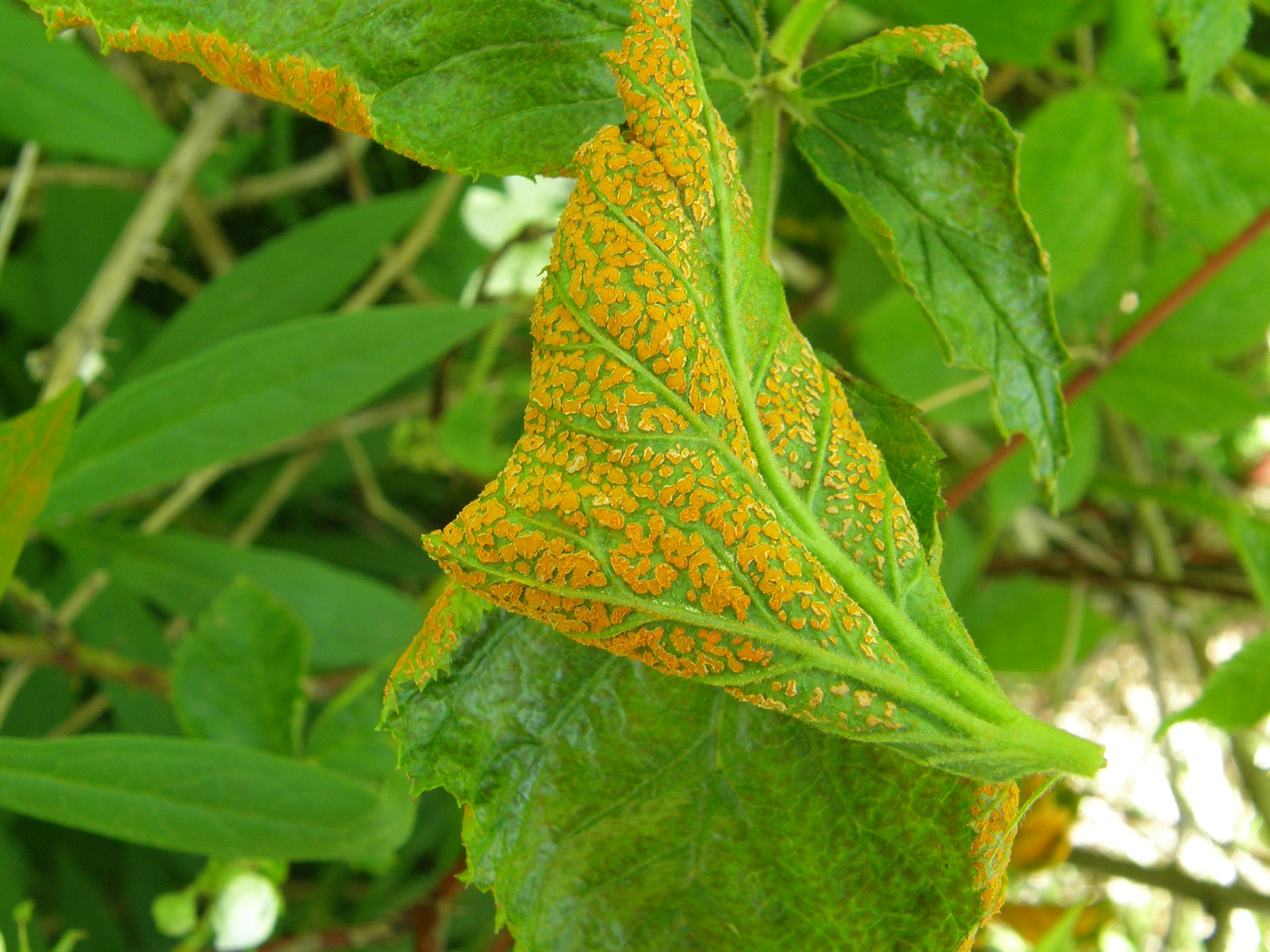 Rust Disease: Prevention is better than cure