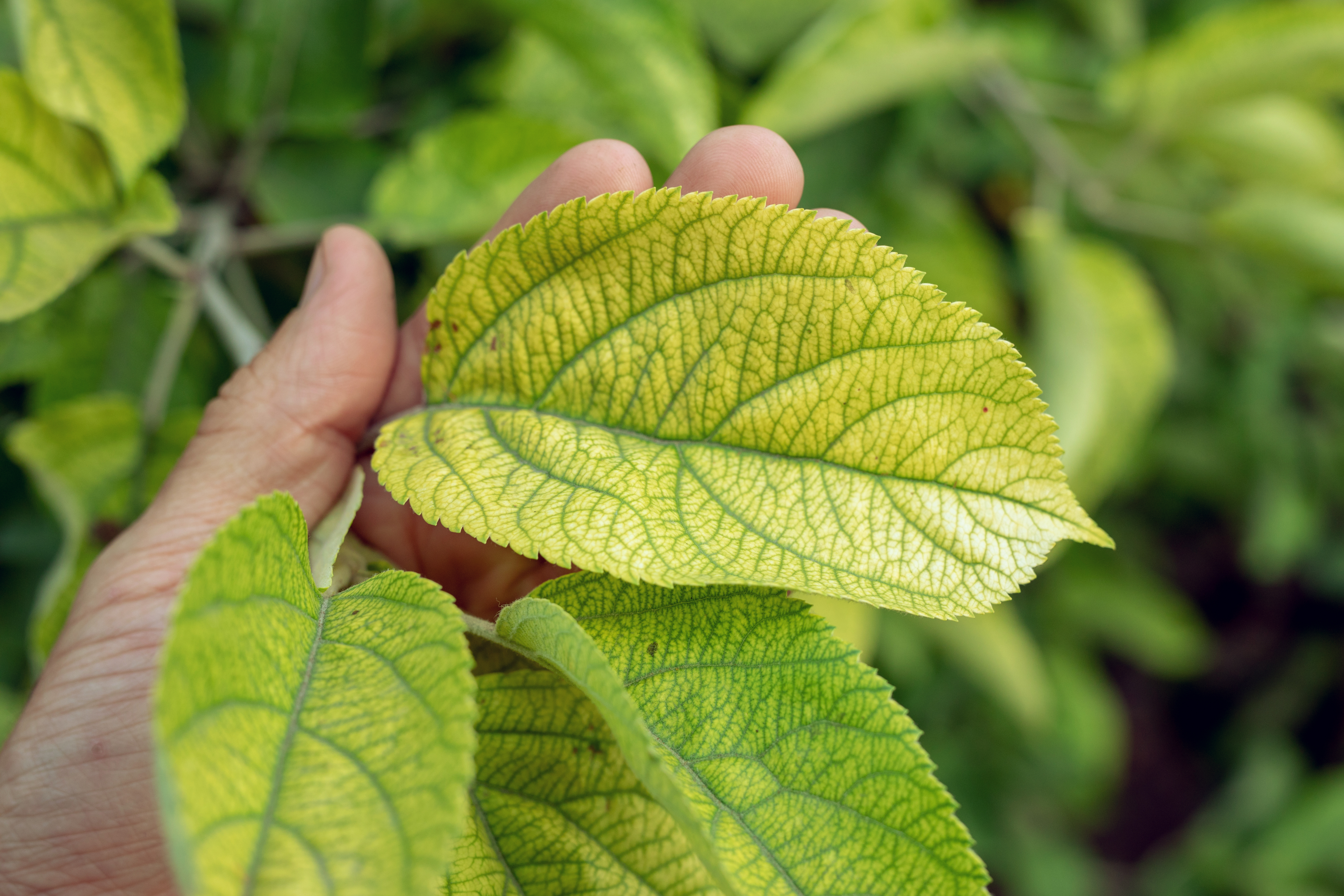 How to identify and treat nitrogen deficiency in plants