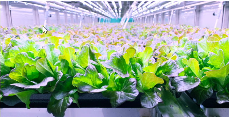 hydroponic lettuce at 80 acre farms